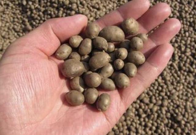 在农村,有1种椭圆的"野果",以往叫它"山药豆",珍贵,少见_花友