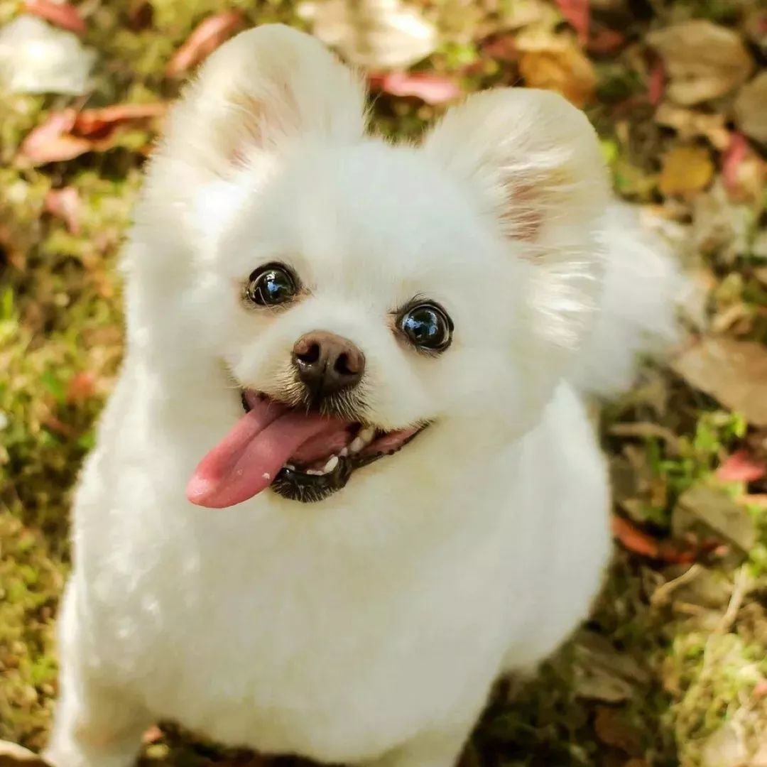 头像可爱萌萌宠物