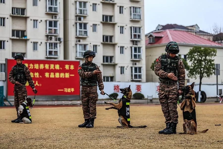 出不了門看不了帥哥彆著急來這裡看特硬核的武警特戰隊員