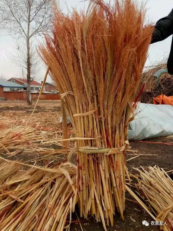 求购黍子苗欢迎转发