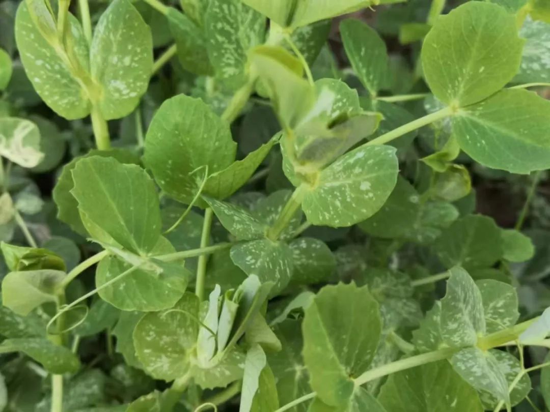 西浦草木三百四十七豌豆