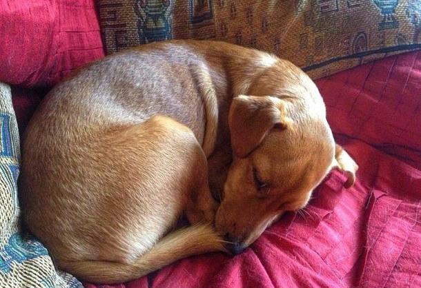 原创不停啃爪子舔毛你知道狗狗处于焦虑中吗狗狗焦虑的症状你懂吗