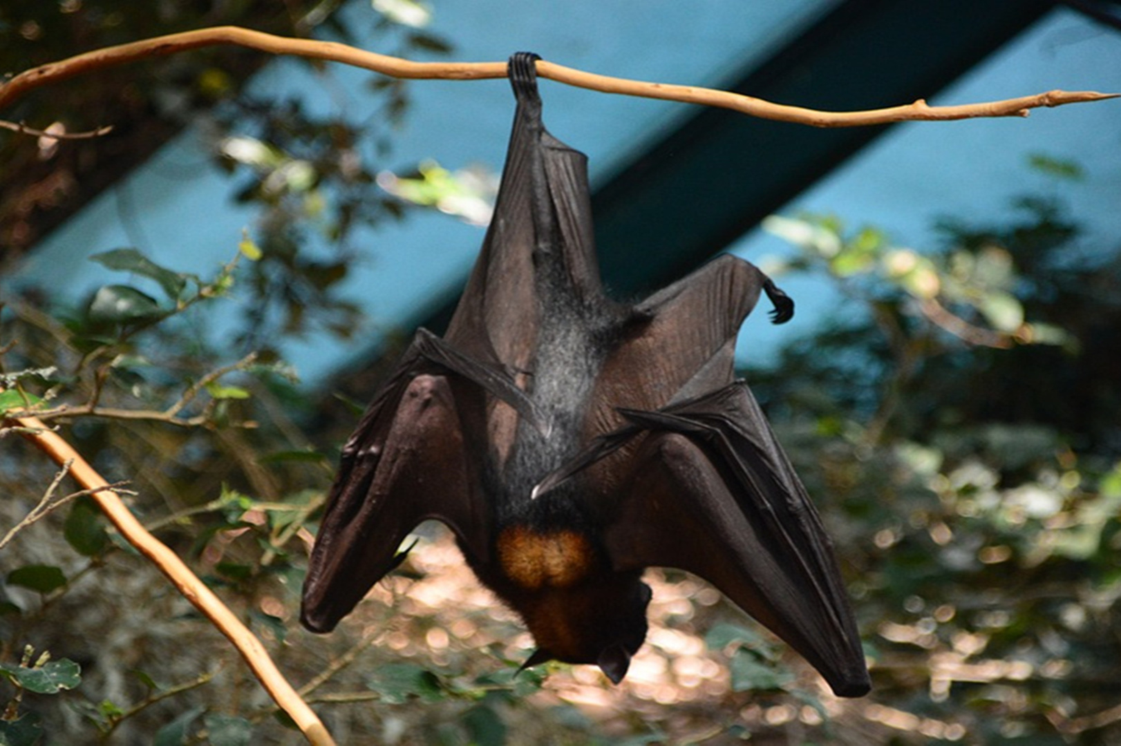 蝙蝠为啥倒挂睡觉1分钟搞懂超有趣