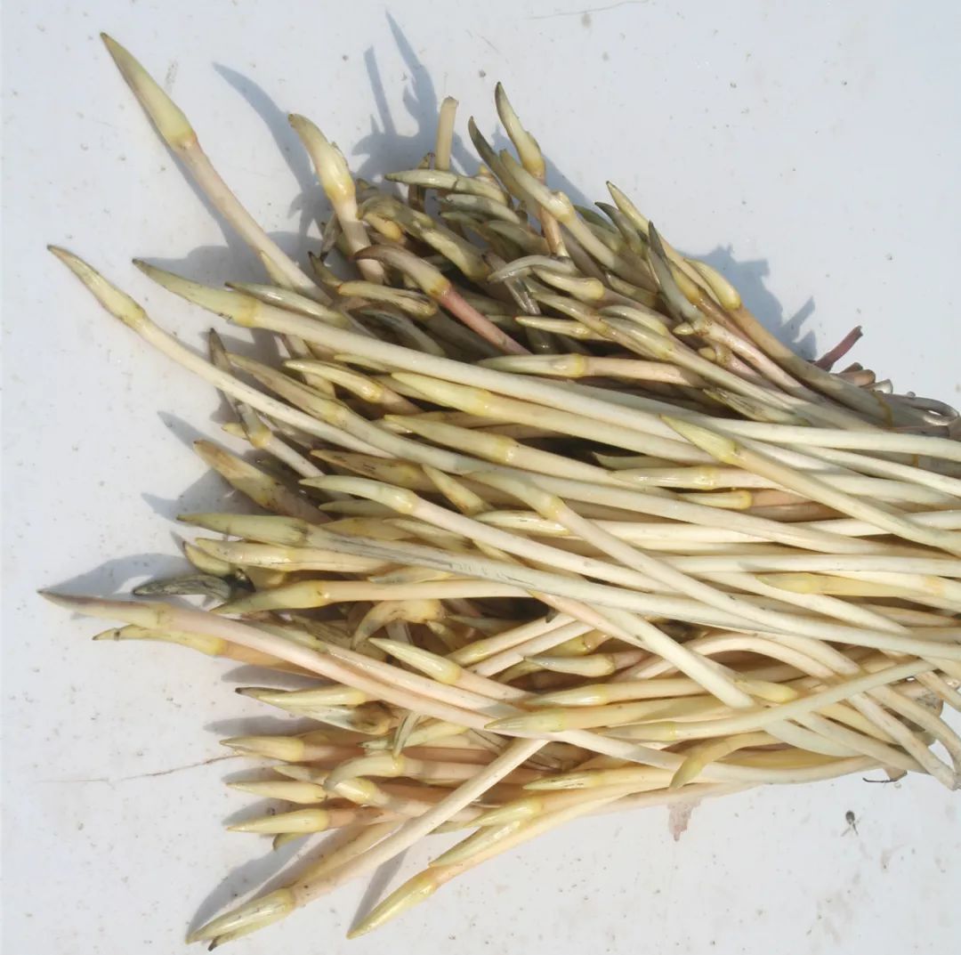 清炒炖汤味美可口的湖北藕5步读懂