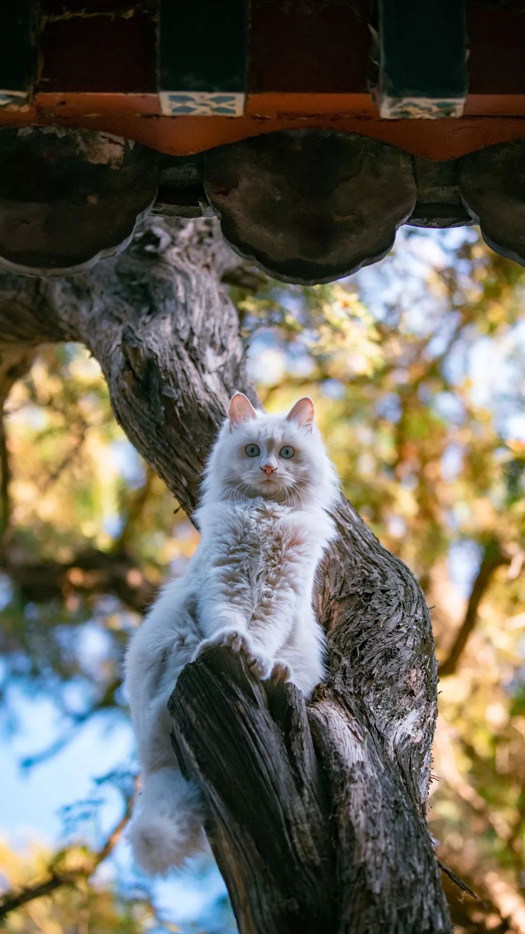 壁纸仙猫下凡啦