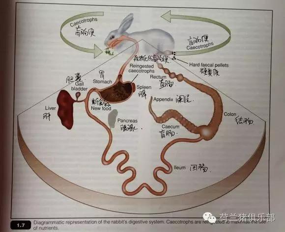 荷兰猪等小宠的食粪现象-吃自己便便的问题