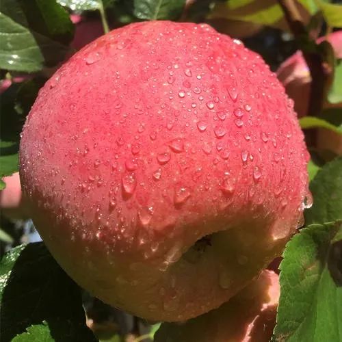 美味推荐阿克苏的苹果红了你吃到冰糖心了吗