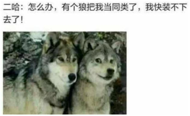 哈士奇和狼的表情包图片