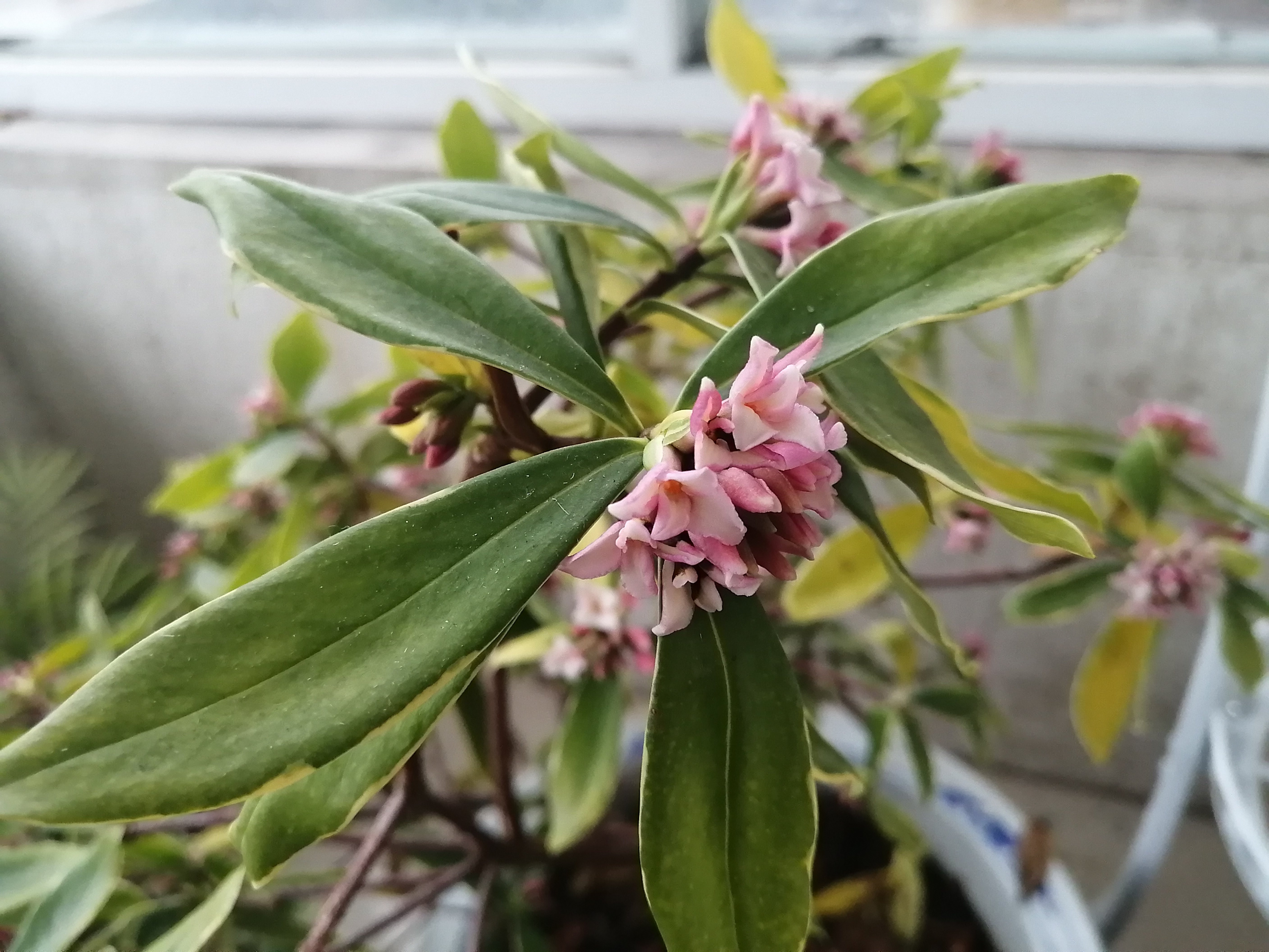 瑞香花(瑞香花的香味有害吗)