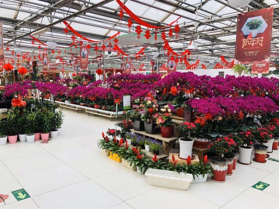 进出查体温无死角消毒北京有花卉市场一直在营业