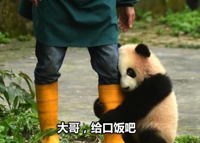 国宝熊猫表情包大哥给口饭吃吧