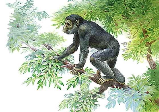 森林古猿(dryopithecus),生活于距今2300万年前到1000万年前,欧亚非都