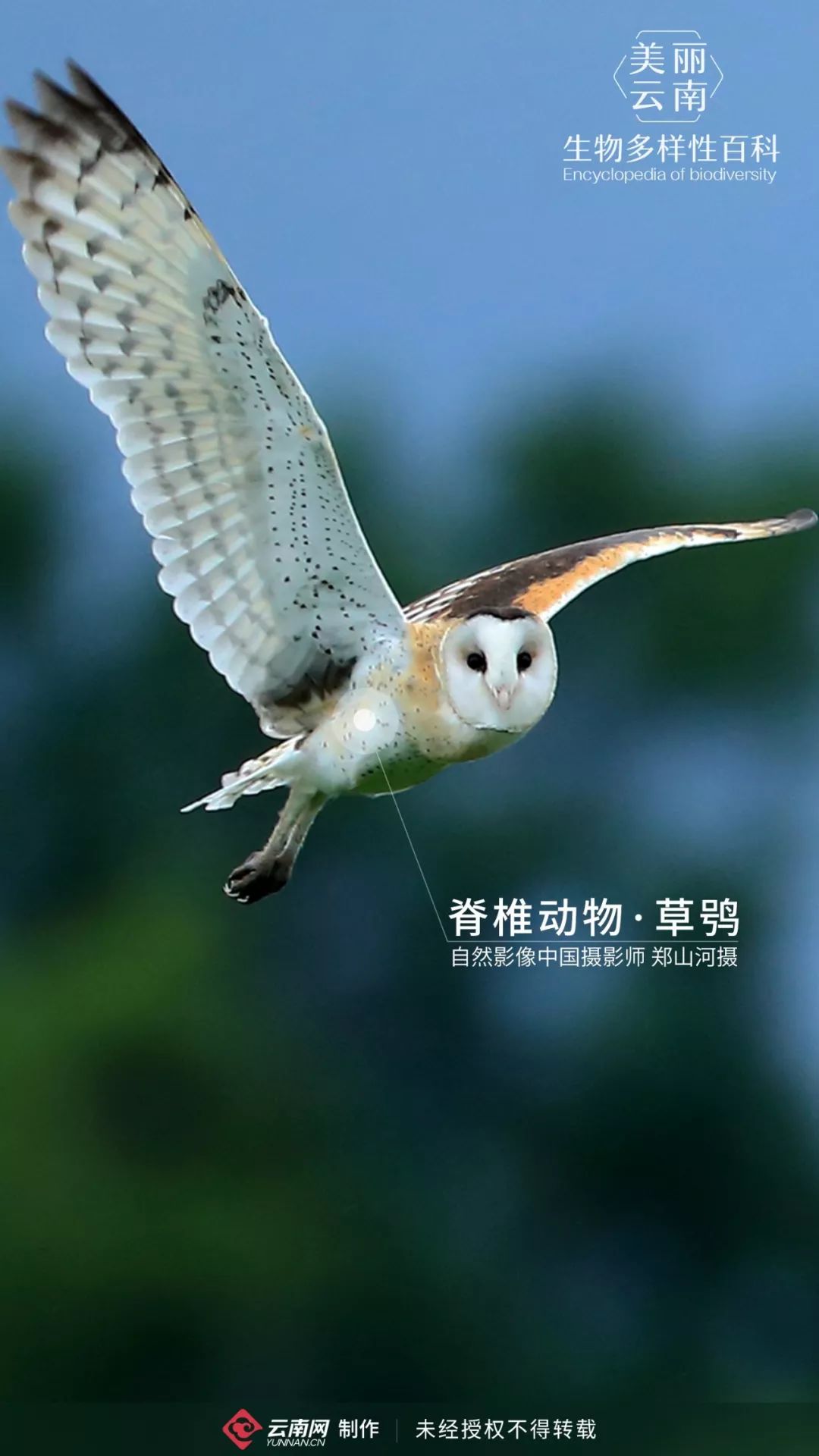 capensis 脊椎动物,鸟纲,鸮形目,草鸮科,国家二级重点保护野生动物