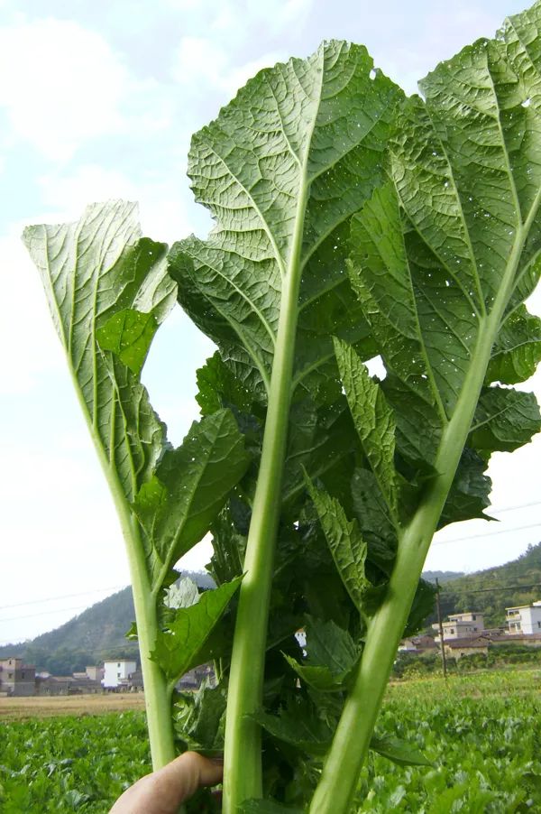 清炒,凉拌等奶奶菜跟学名芥菜的蔬菜外形有点像但是奶奶菜的杆子更厚