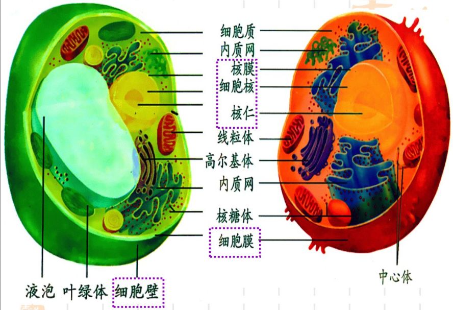 人体细胞结构初中图片