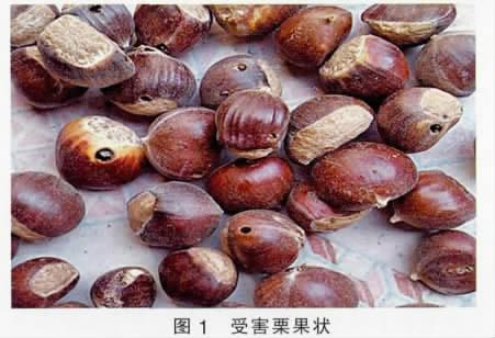 栗实象鼻虫的为害症状发生规律及防治技术
