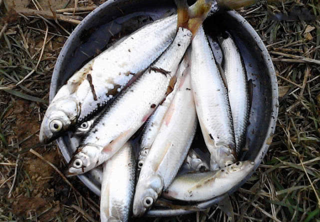 原创钓白条鱼真是累人用我分享的方法只要你下钩它就在那等你