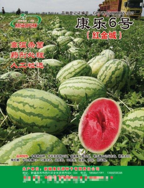 大果形西瓜品种康乐6号红金城