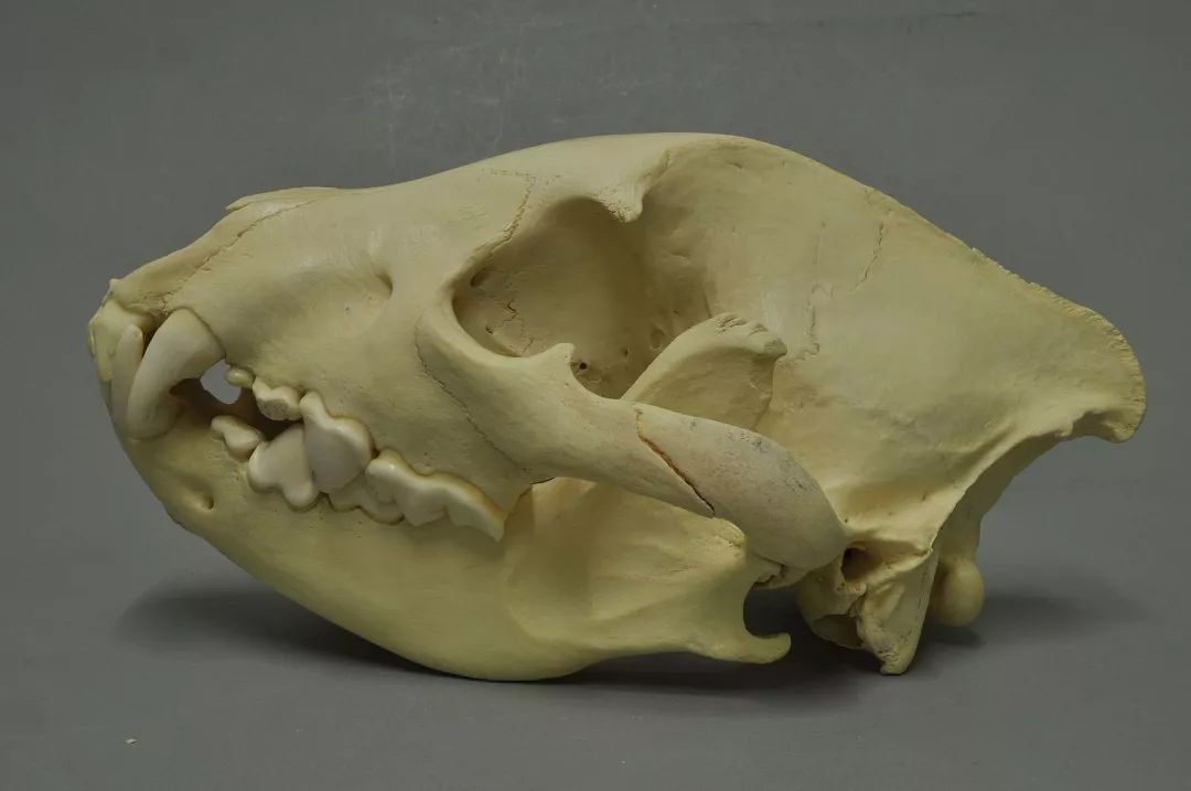 斑鬣狗咬嚼骨头的能力十分出众,它的前臼齿特别粗大,表面的珐琅质具有