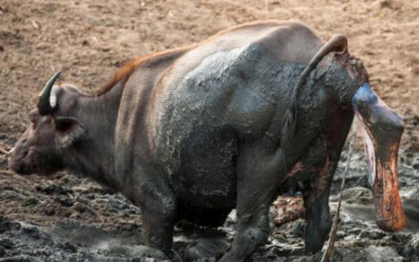 水牛产子像上厕所一样也终于知道母水牛为什么要在泥巴里生宝宝