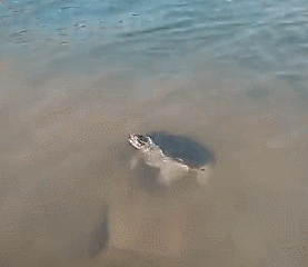 277_240gif 动态图 动图