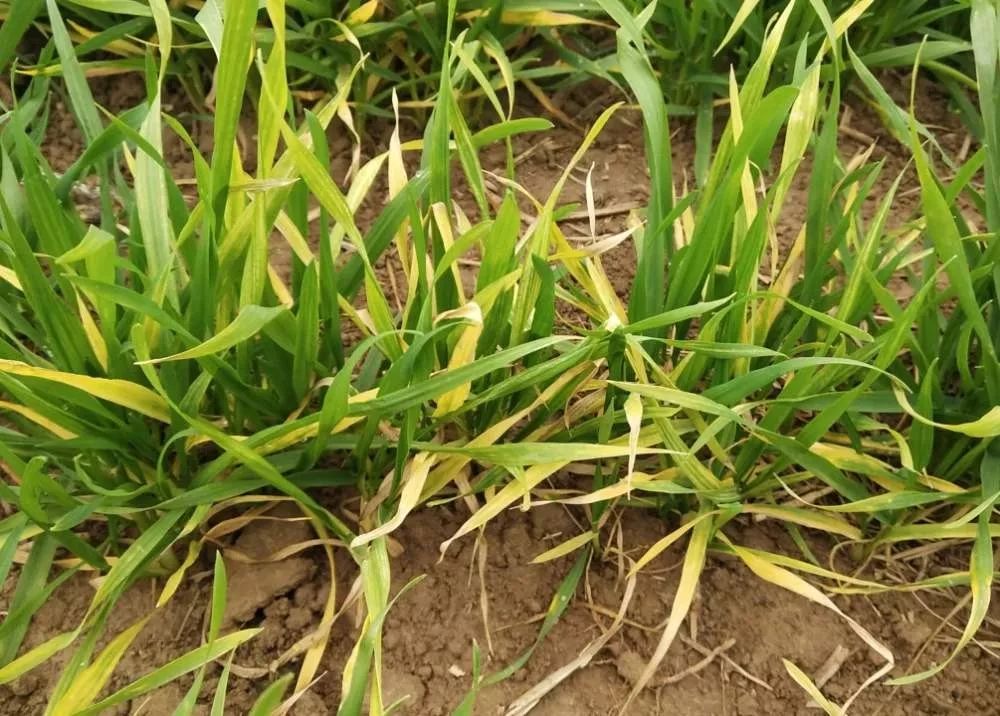 小麦茎基腐病危害有多大?不注意防治,减产超50%