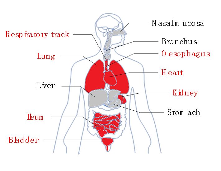 肺,肠胃,肝脏,心脏,最新研究发现,新冠病毒还损害肾脏功能