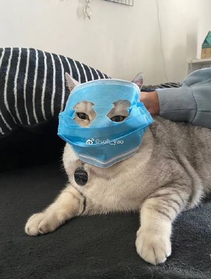 戴口罩陪主人买菜这只猫火遍了全世界