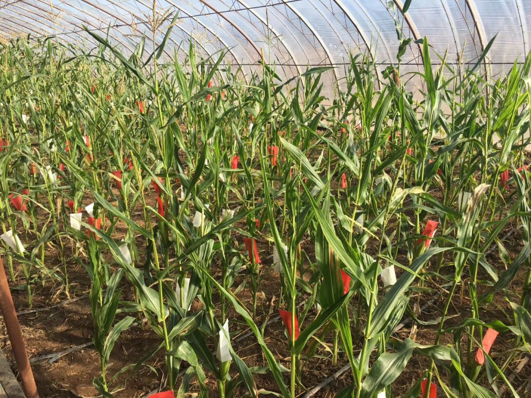 玉米单倍体组培服务几点说明