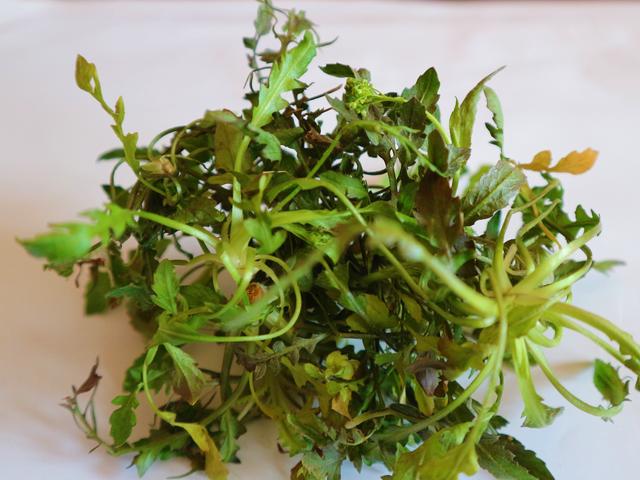 原创农村有一种野菜曾经被农民称为救命菜现在一斤能卖10元