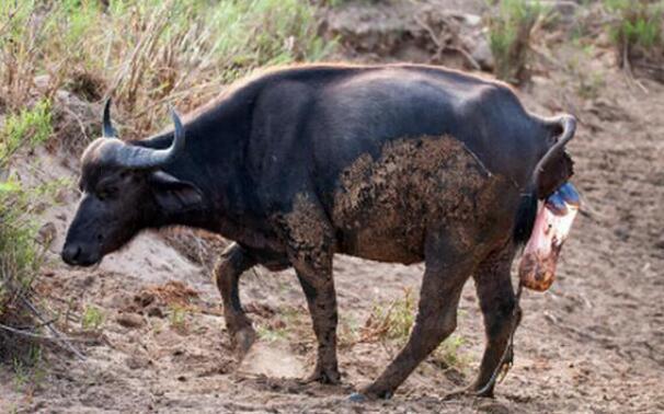 水牛产子像上厕所一样也终于知道母水牛为什么要在泥巴里生宝宝