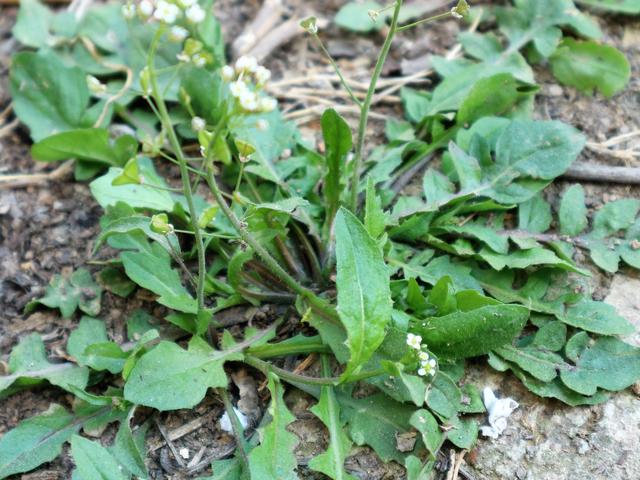 原创农村有一种野菜曾经被农民称为救命菜现在一斤能卖10元