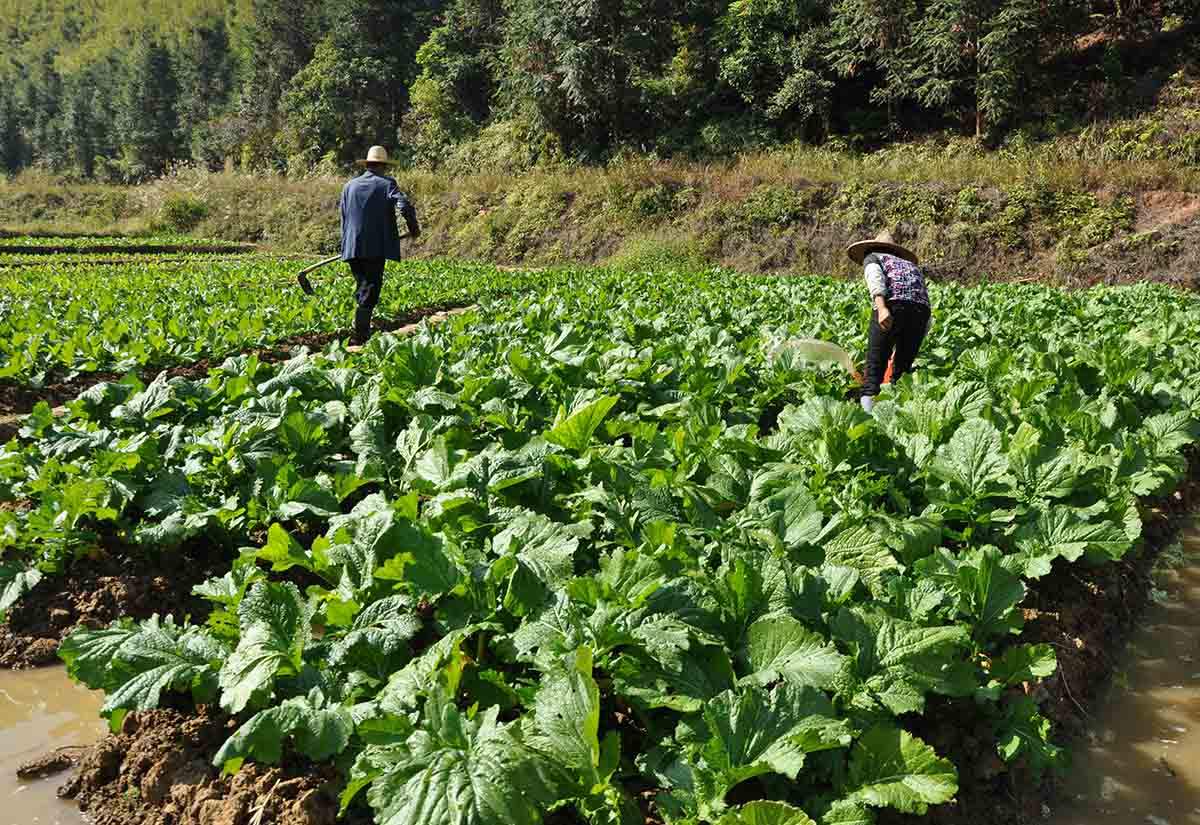 乡间民用新鲜的梅菜经凉晒,精选,飘盐等多道工序制成,色泽金黄,香气