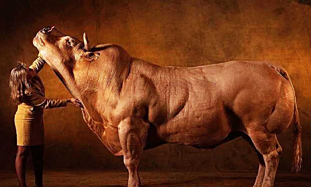 原创1只肌肉怪牛号称牛界巨石强森肌肉时刻都在疯狂生长