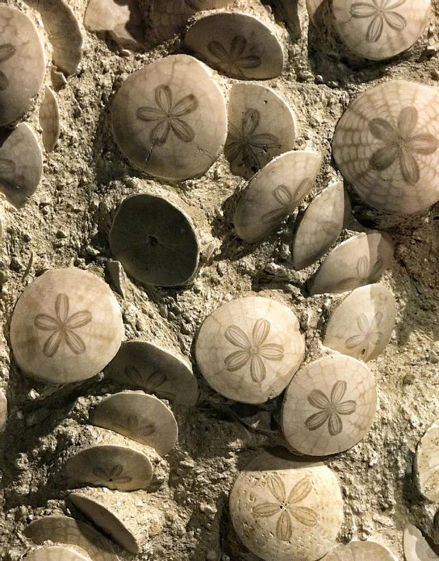 别笑,世界上真的有"沙币"这种生物,和海星是近亲_沙钱