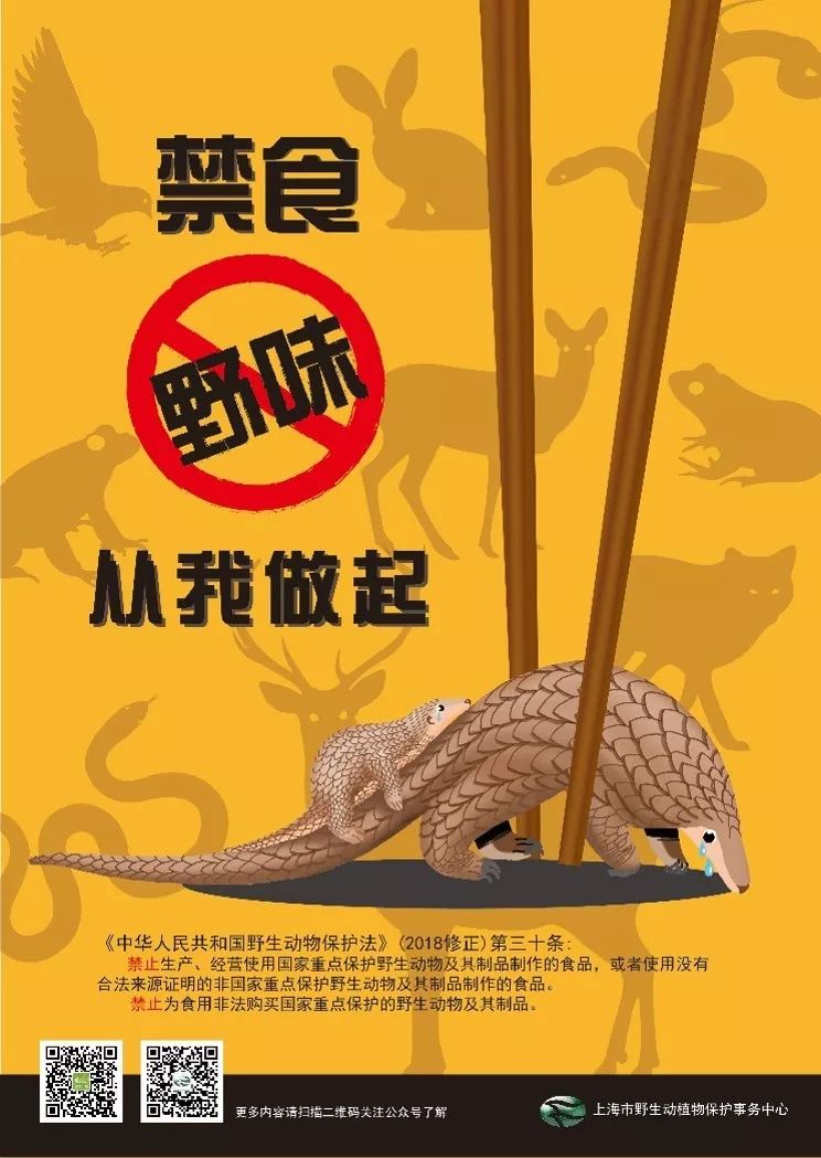 今天是世界穿山甲日禁食野味从我做起