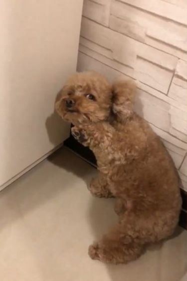 贵宾犯错后主动站墙角这求饶的表情没sei了