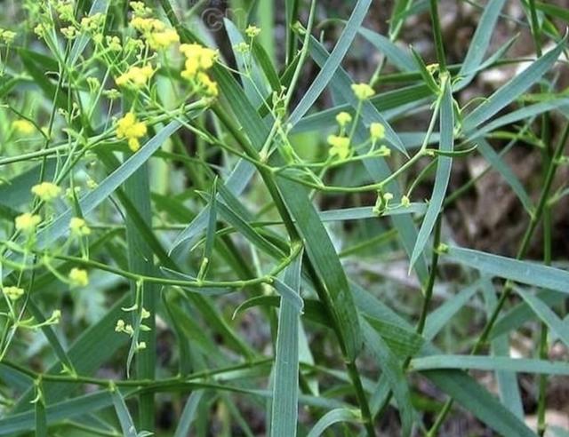 路旁的"1种野草",人称"柴胡",根茎发达,价值也高,少见