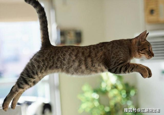 猫咪有这7种行为,说明它想和你玩,别错过了_主人