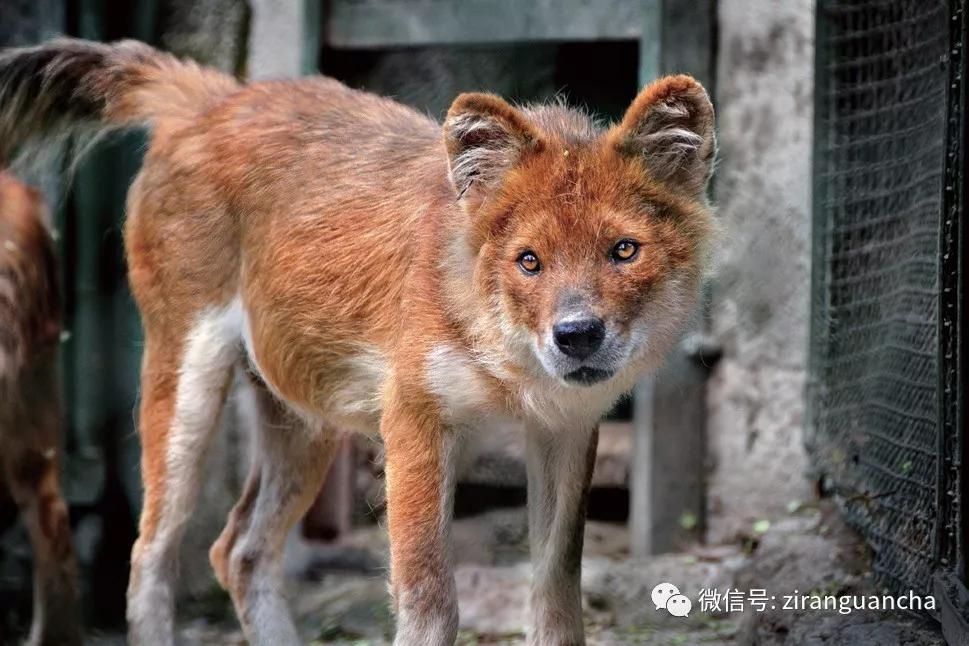 在一些地方人们奉它为神狗