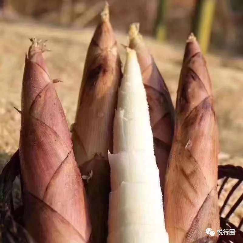 尝鲜奉化雷笋新鲜上市顺丰包邮直接送到家