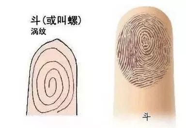 起掰着手指头数上面的"螺"(也被称为"斗"),其实就是  呈漩涡状的指纹
