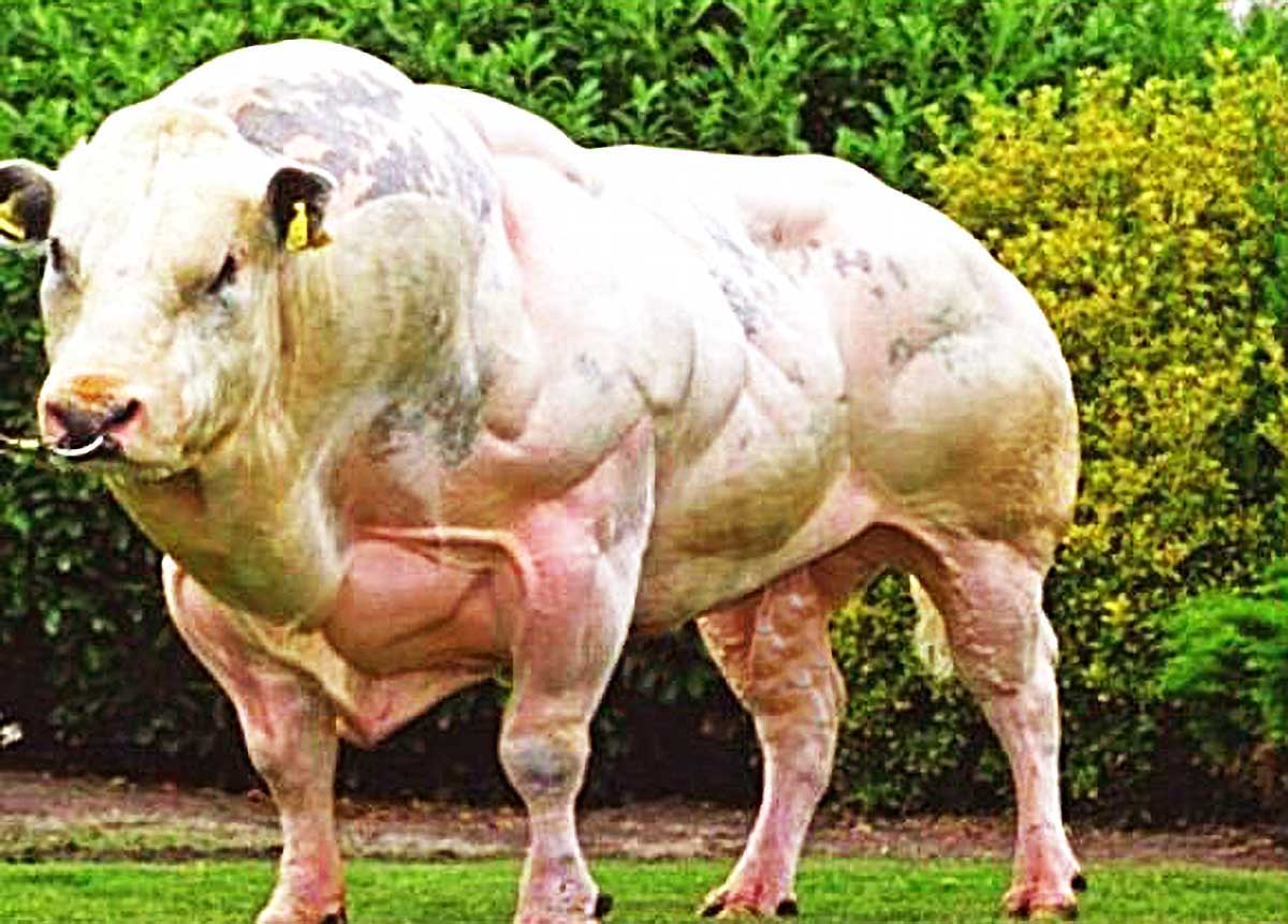 原创1只肌肉怪牛号称牛界巨石强森肌肉时刻都在疯狂生长