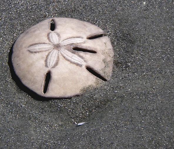 原创别笑,世界上真的有"沙币"这种生物,和海星是近亲