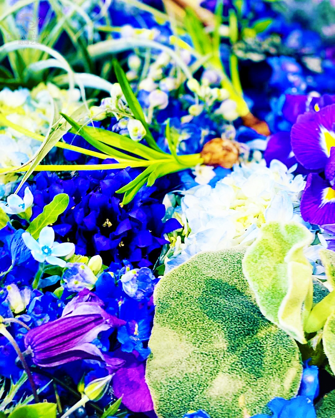 原创蜷川实花在色彩中游走生如夏花般绚烂