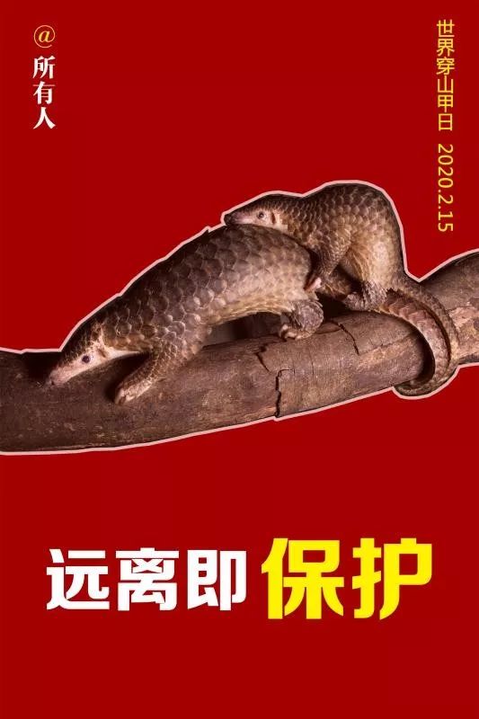 世界穿山甲日——远离即保护!
