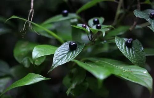 每日一花 | 叶上珠:小果实直接长在叶面上