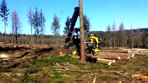 德国最强伐木机,1小时轻松锯树100棵!三天清空一片树林