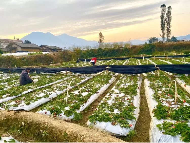 9元抢5斤装大凉山德昌露天草莓,吃得放心!