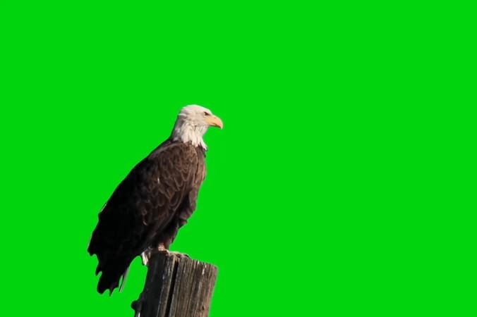 绿幕视频素材老鹰